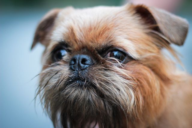 Викликають посмішку: ТОП-5 найсмішніших порід собак 