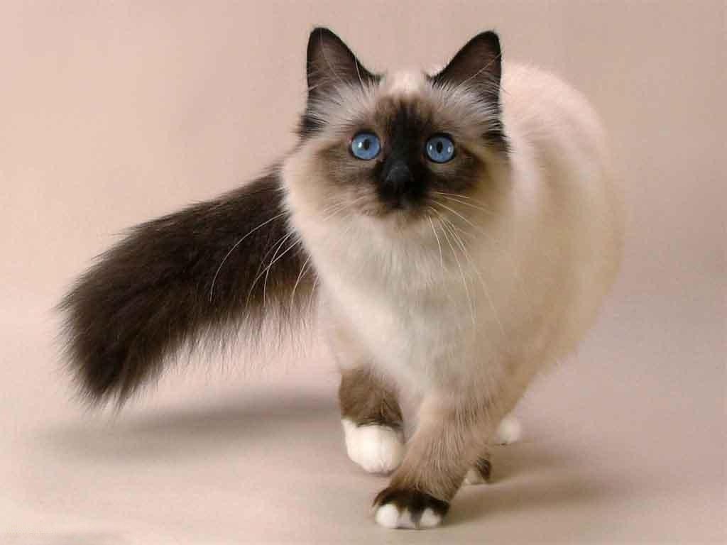 ТОП-5 пород кошек, которые приносят удачу и счастье в личной жизни  