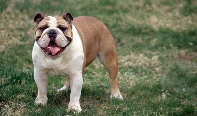 ТОП-5 найбільш “англійських“ собак у світі