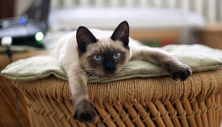 ТОП-5 пород кошек, которые приносят удачу и счастье в личной жизни   - today.ua