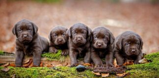 ТОП-5 порід собак, які народжують найбільше цуценят - today.ua