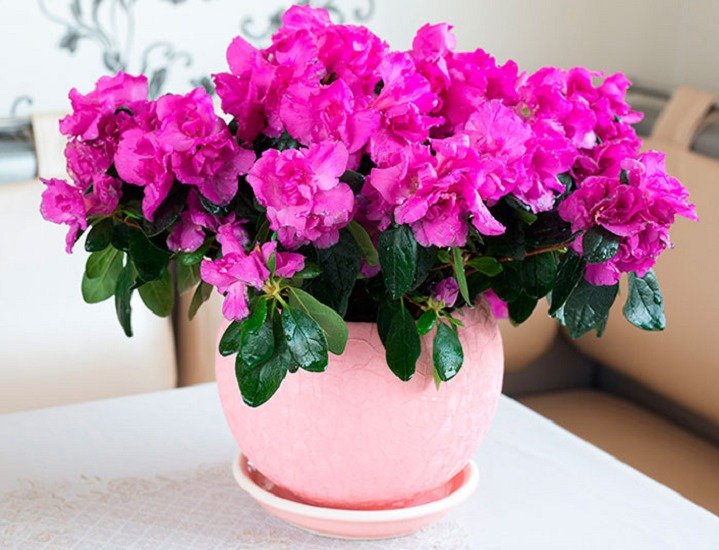 Какие комнатные цветы вызывают аллергию: 5 растений, которым не место в доме