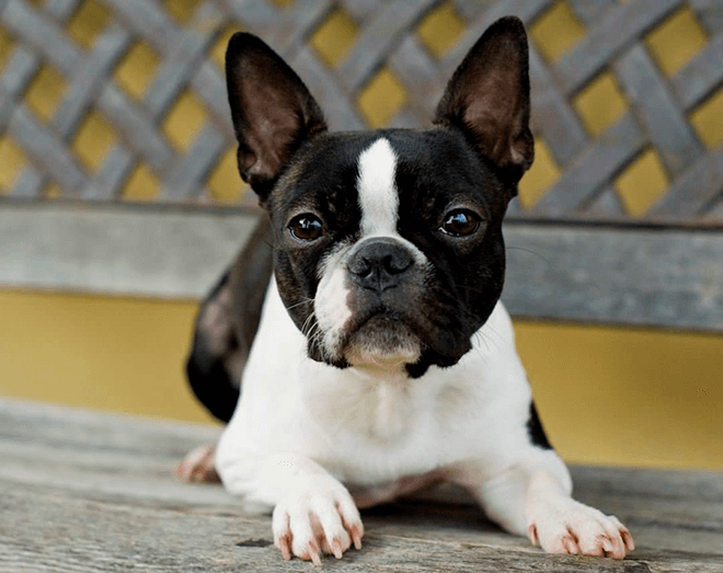 ТОП-5 пород собак, которые не линяют и не пахнут
