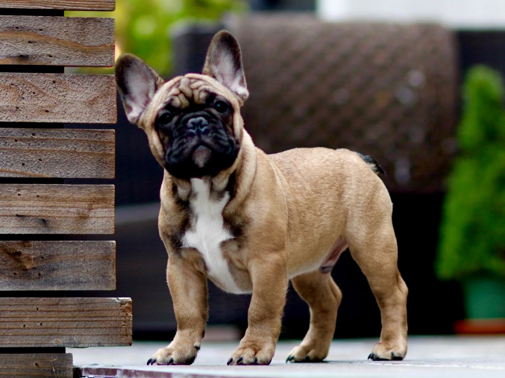 Невозможно справиться: ТОП-5 пород собак с самым упрямым характером - today.ua