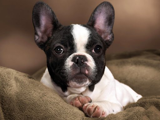 “Наглость - второе счастье“: ТОП-3 породы собак, которые могут испортить вам жизнь 