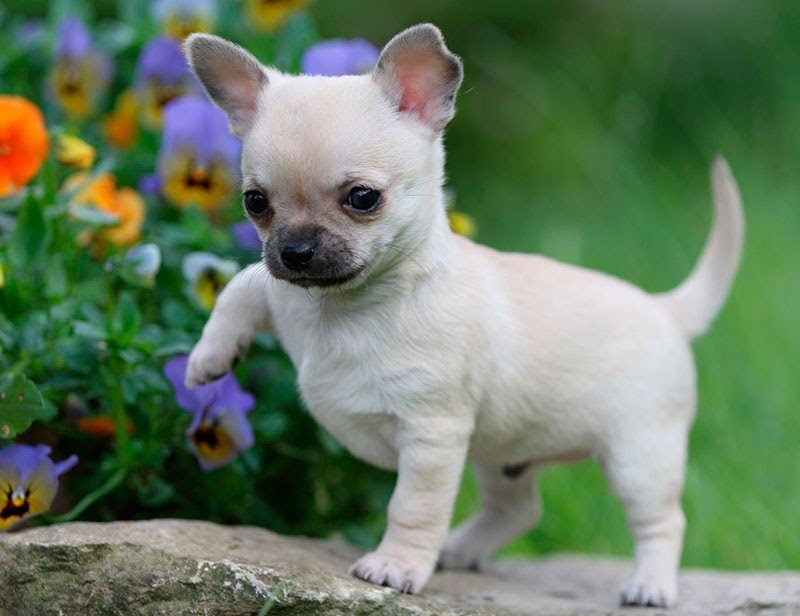 ТОП-5 пород собак, которые за милой внешностью скрывают агрессию
