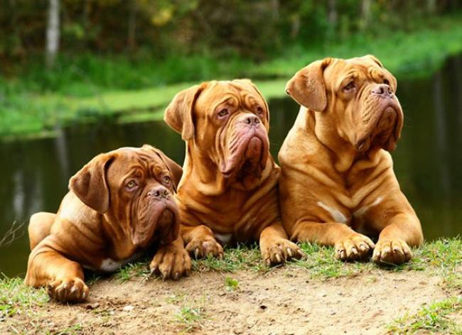 ТОП-3 породы собак, которые живут меньше 9 лет