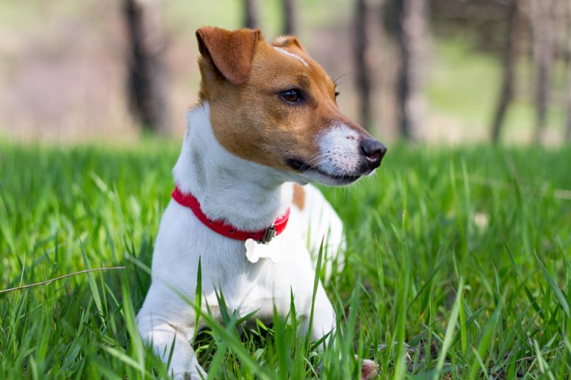ТОП-5 порід собак, які за милою зовнішністю приховують агресію