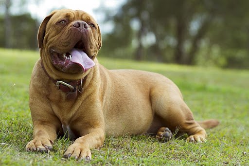 Названы самые дорогие породы собак в мире: “Озолотят и осчастливят“   