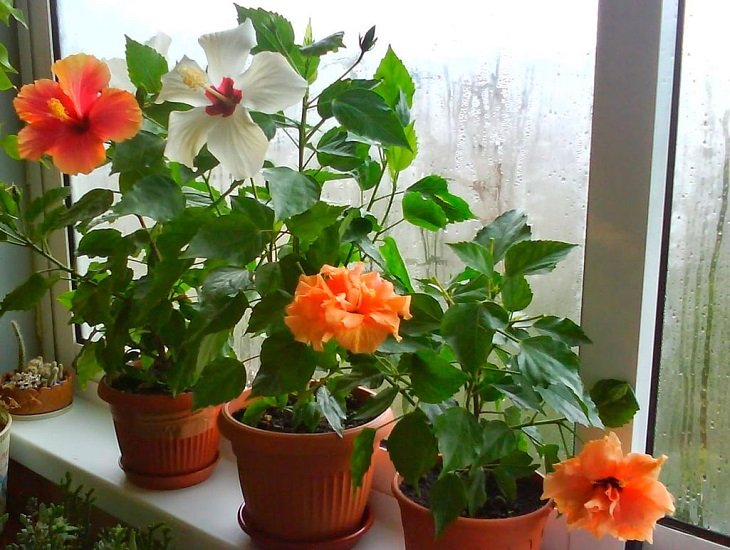 Топ-3 комнатных растений, которые привлекают в дом любовь и семейное счастье