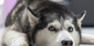 Плохая наследственность: ТОП-3 самых болезненных пород собак - today.ua