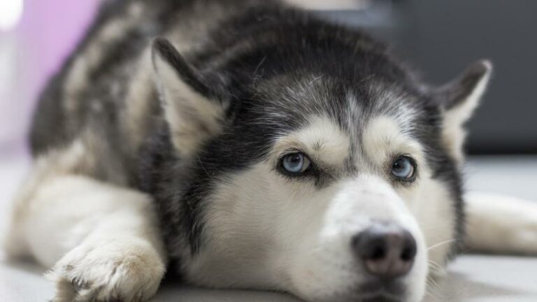 Погана спадковість: ТОП-3 найбільш хворобливих порід собак - today.ua