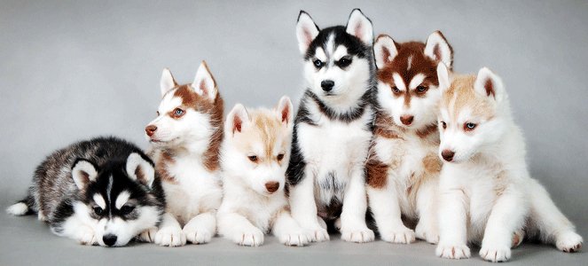 ТОП-5 пород собак, которые рожают больше всего щенков