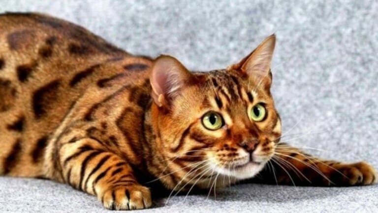 ТОП-5 самых популярных пород кошек, которые появились совсем недавно  - today.ua