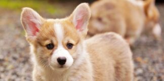 Названы самые дорогие породы собак в мире: “Озолотят и осчастливят“    - today.ua