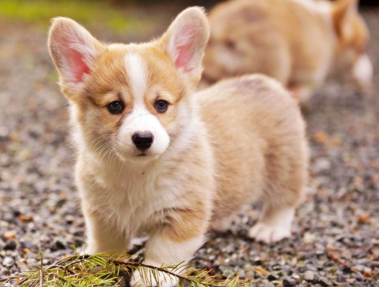 Названы самые дорогие породы собак в мире: “Озолотят и осчастливят“    - today.ua