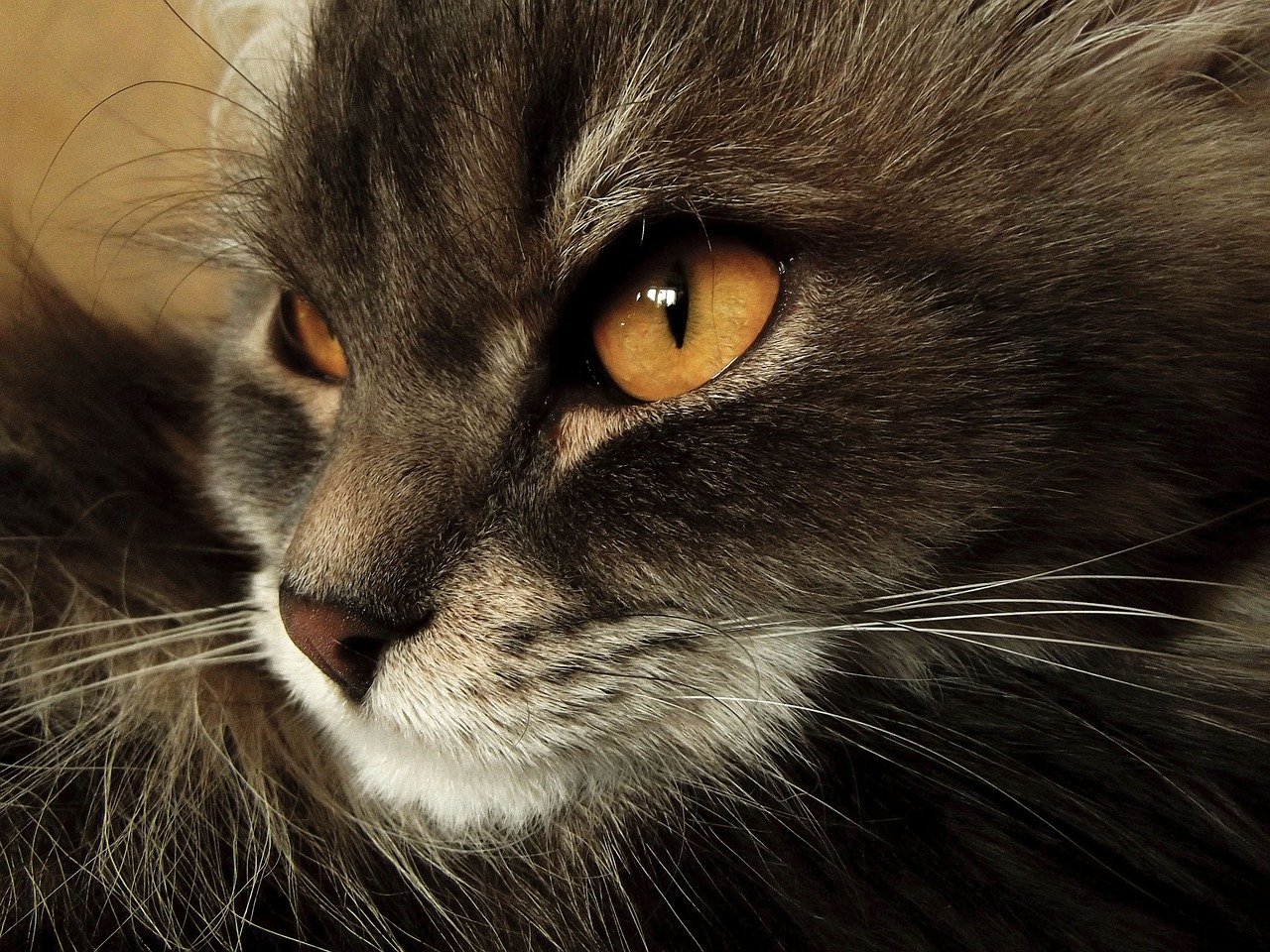 ТОП-5 найбільших порід кішок: рейтинг хвостатих гігантів