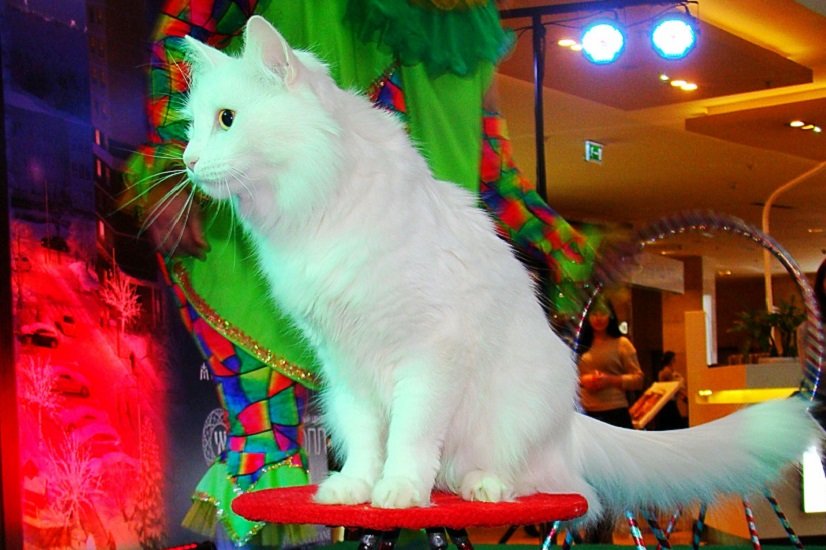 Каких кошек можно дрессировать: 5 пород, которые легко обучаются командам и трюкам - today.ua