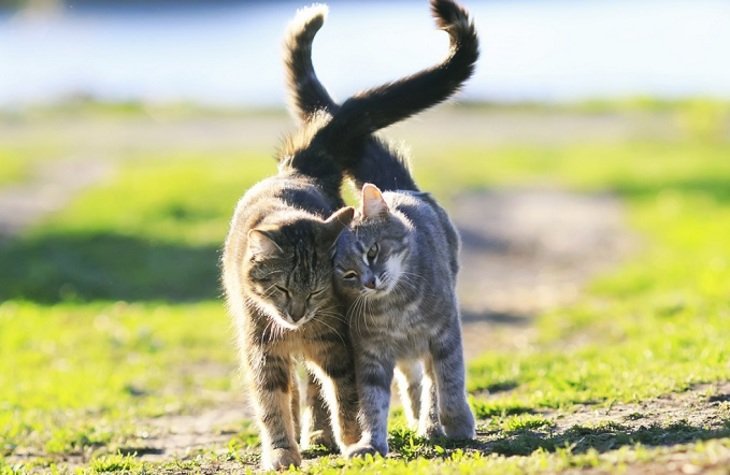Щастя в дім: астролог назвав знаки Зодіаку, яким потрібно завести кота - today.ua