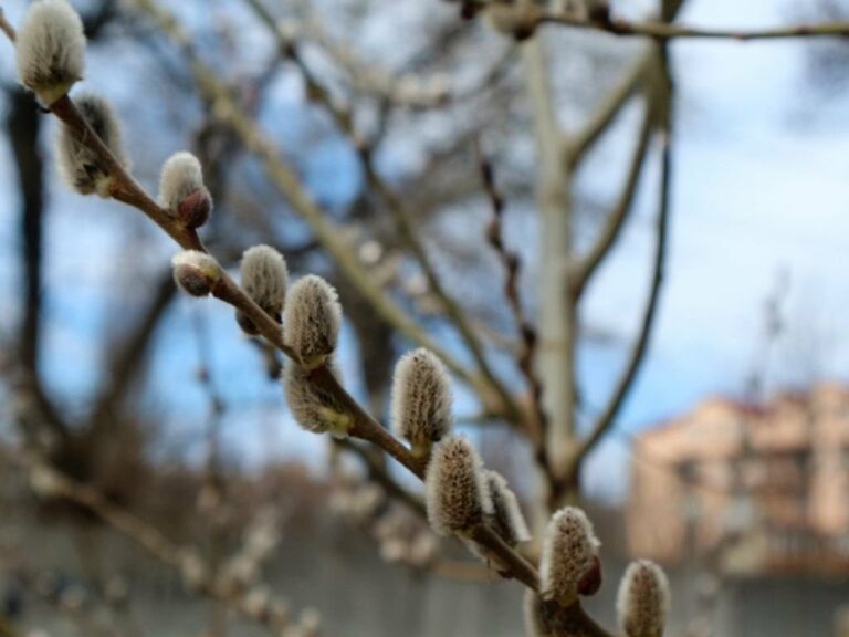 Аномальне потепління до +18: синоптики розповіли про погоду на початок березня - today.ua