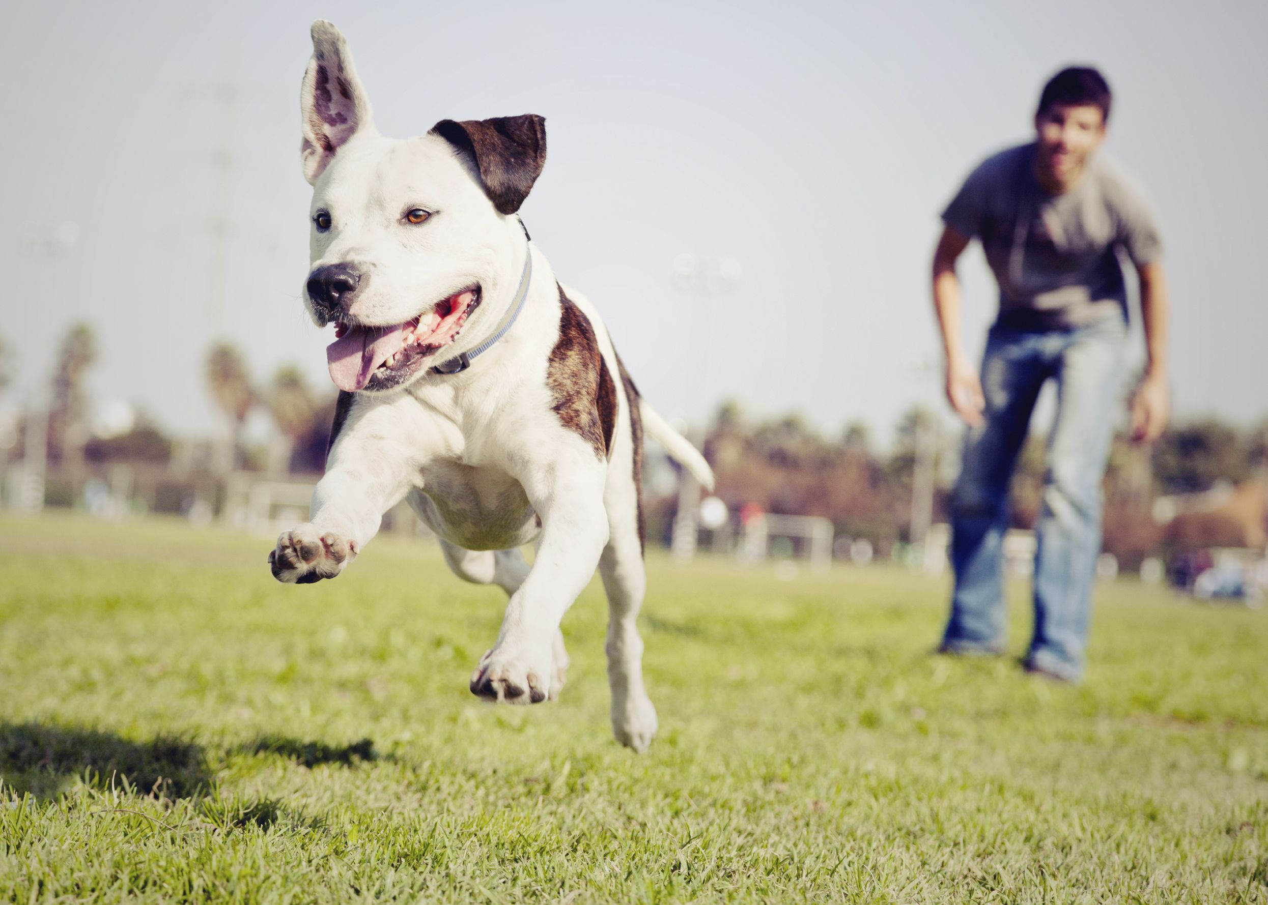 Look the dog run. Собака убегает. Собака бежит к хозяину. Прогулка с собакой. Хозяин собаки.