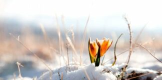 Синоптики розповіли про погоду на березень: докладний прогноз на найближчий місяць - today.ua