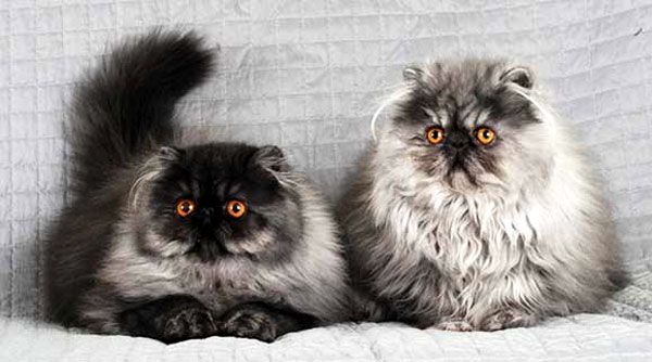 Примхливі і хворобливі: ТОП-3 породи незвичайних кішок  - today.ua
