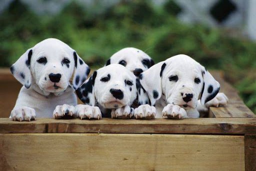 ТОП-5 порід собак, які народжують найбільше цуценят