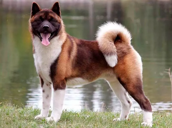 ТОП-5 необычных пород собак, которые появились совсем недавно - today.ua