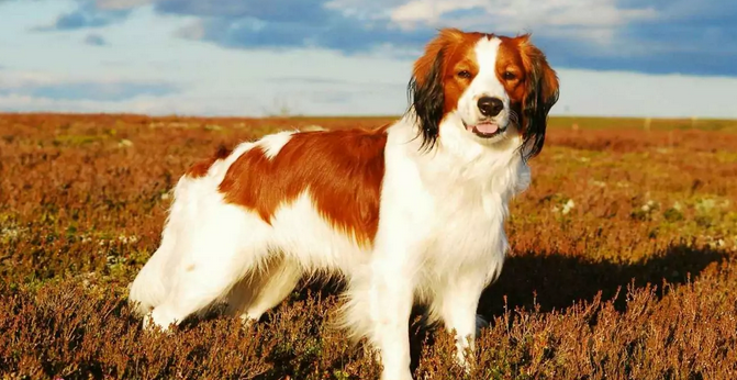 ТОП-5 необычных пород собак, которые появились совсем недавно - today.ua