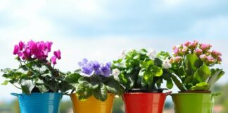 Какие комнатные цветы вызывают аллергию: 5 растений, которым не место в доме - today.ua