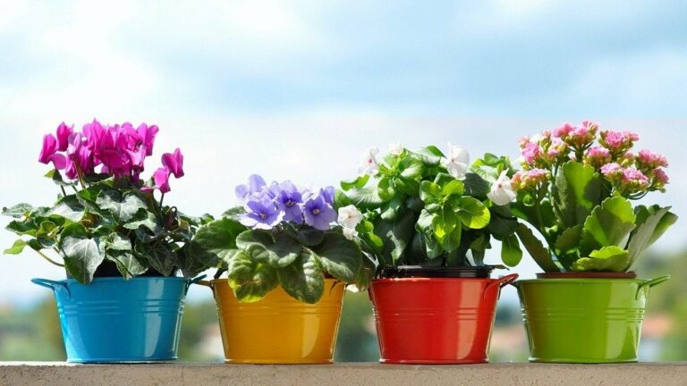 Які кімнатні квіти викликають алергію: 5 рослин, яким не місце в будинку - today.ua