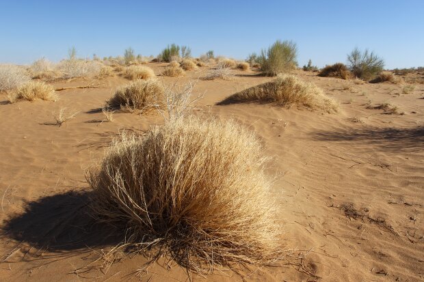 В Украину идет аномальное тепло и засуха: тревожный прогноз погоды на весну 2020