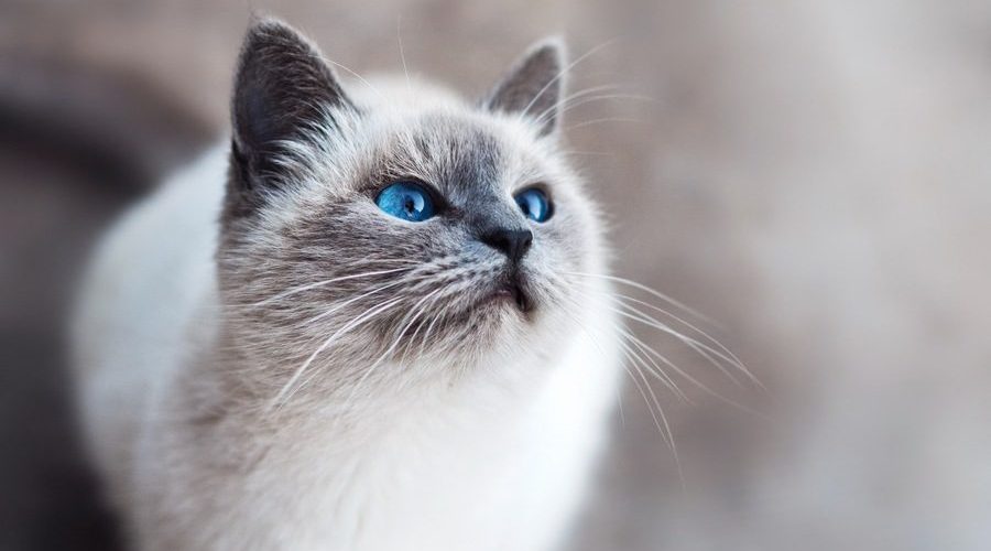 ТОП-5 пород кошек, которые жить не могут без хозяина