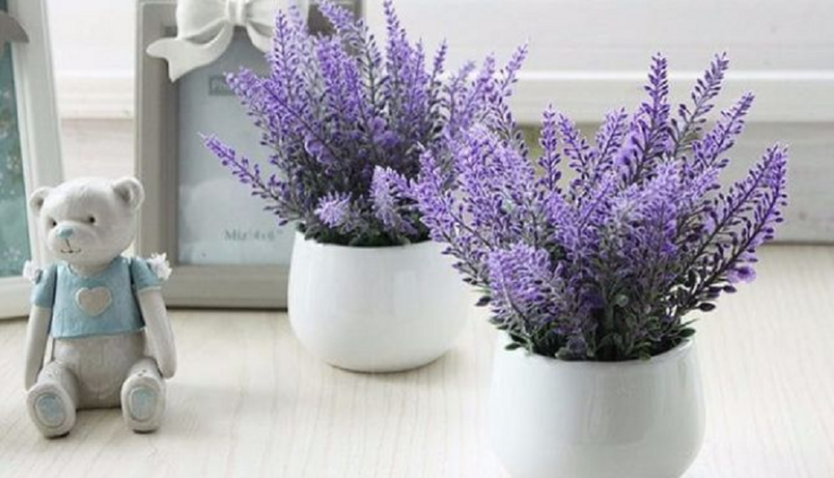 Какие комнатные цветы помогут быстро уснуть: 4 растения, незаменимых для спальни - today.ua