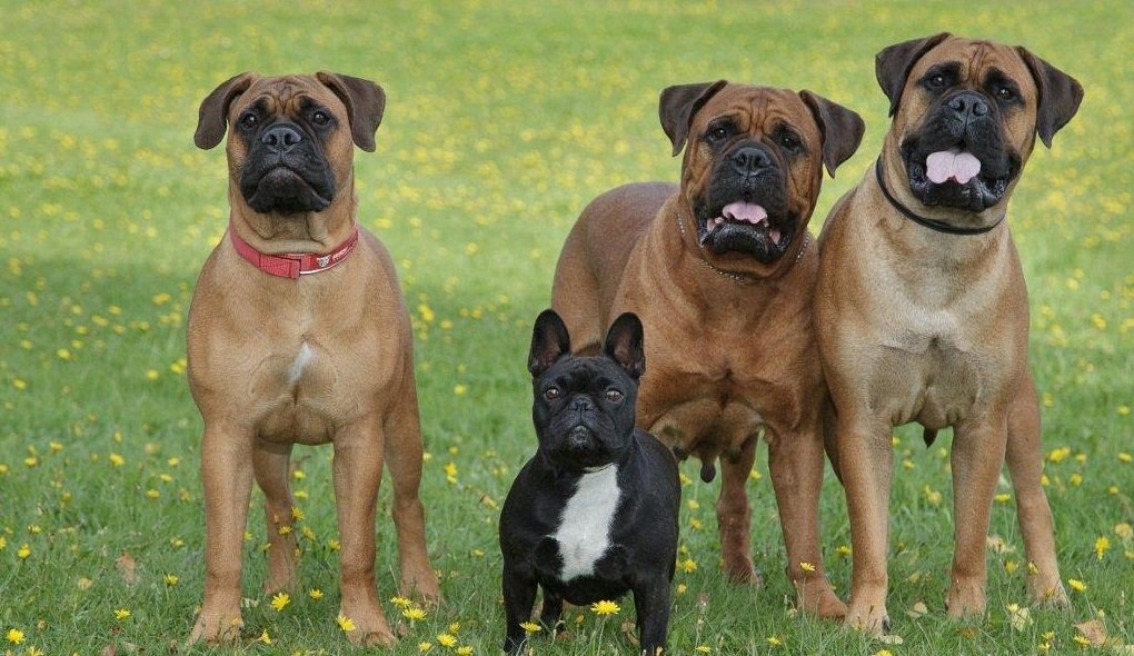 5 пород собак, которых нельзя содержать в городских квартирах - today.ua