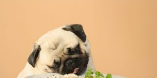 ТОП-3 породи собак, які невибагливі до їжі - today.ua