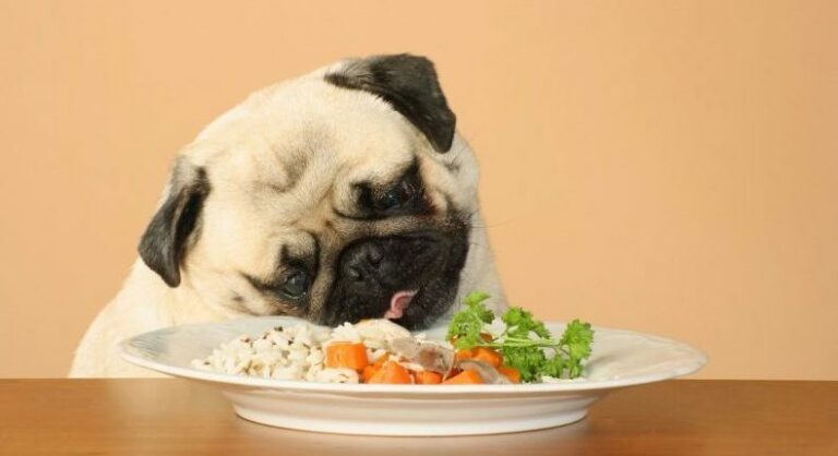 ТОП-3 породы собак, которые непривередливы к еде - today.ua