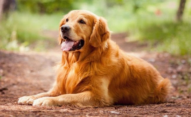 Обдаровані інтелектом: ТОП-5 найрозумніших порід собак