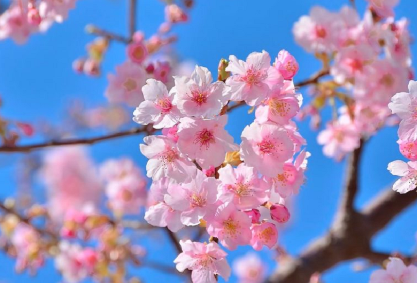 8 марта в Украину придет похолодание: прогноз погоды на праздничный день