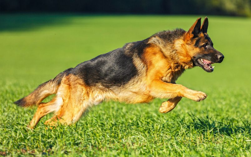 ТОП-3 лучших пород собак-охранников для частного дома