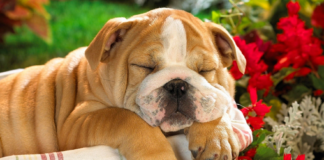 Лохматые лентяи: ТОП-3 породы собак, которые обожают целыми днями лежать на диване - today.ua
