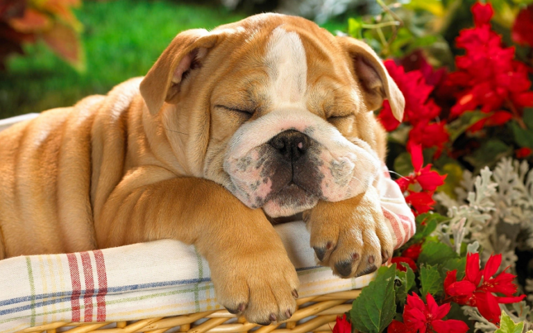 Кошлаті ледарі: ТОП-3 породи собак, які обожнюють цілими днями лежати на дивані - today.ua
