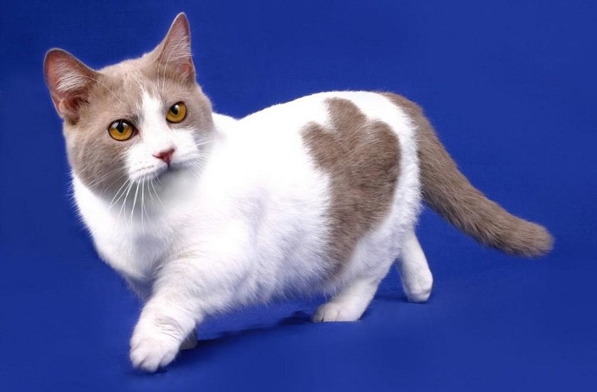 Недорогі красуні: 5 незвичайних порід кішок, які подобаються всім