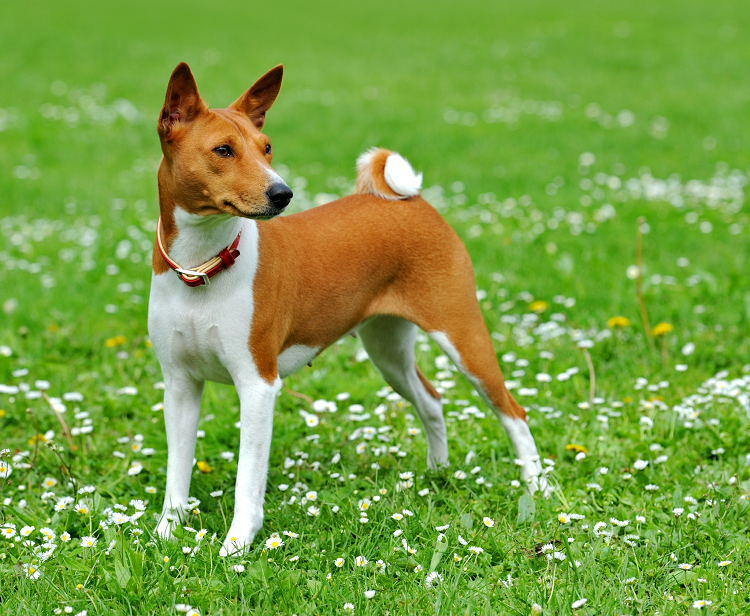 Самые чистоплотные собаки: Топ-3 породы, которые почти не требуют ухода
