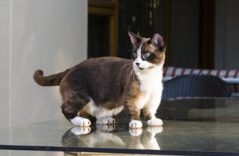 Милахи з короткими лапами: ТОП-3 незвичайних і кумедних порід кішок