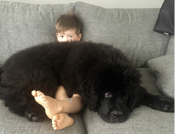 Кошлаті ледарі: ТОП-3 породи собак, які обожнюють цілими днями лежати на дивані