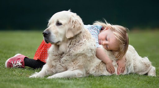 Природжені психологи: ТОП-3 породи собак, які знімають стрес