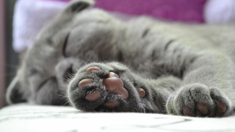Спят днями напролет: ТОП-3 самые ленивые породы кошек - today.ua