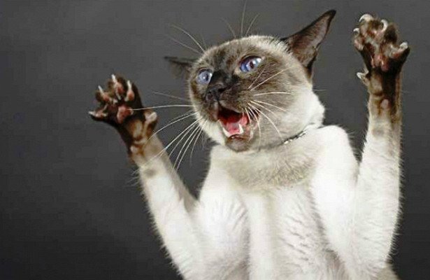 Несут угрозу для жизни: ТОП-3 породы кошек, которые могут быть опасными для человека  - today.ua
